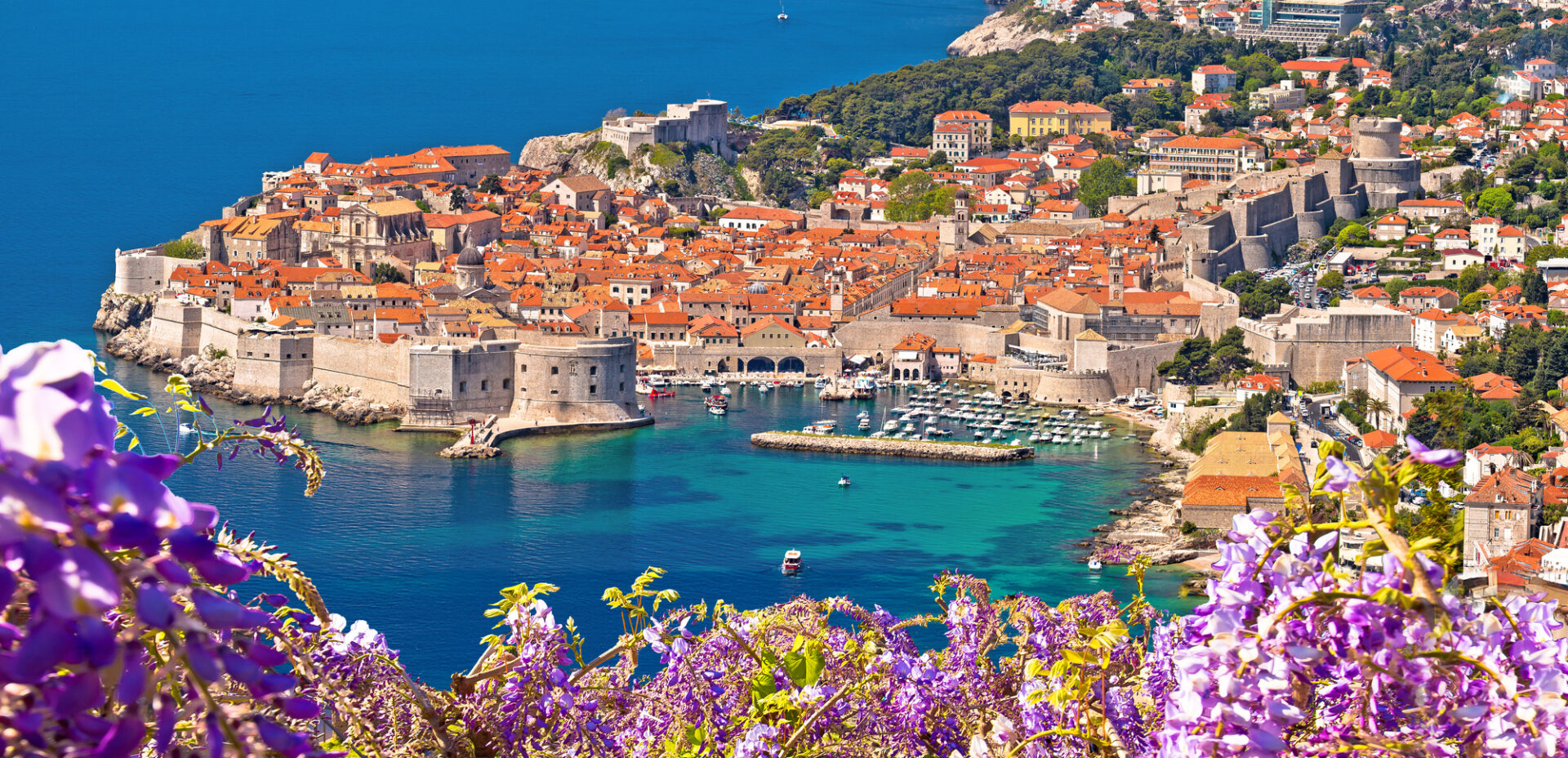 Historic town of Dubrovnik panoramic view through flowers , Dalmatia region of Croatia