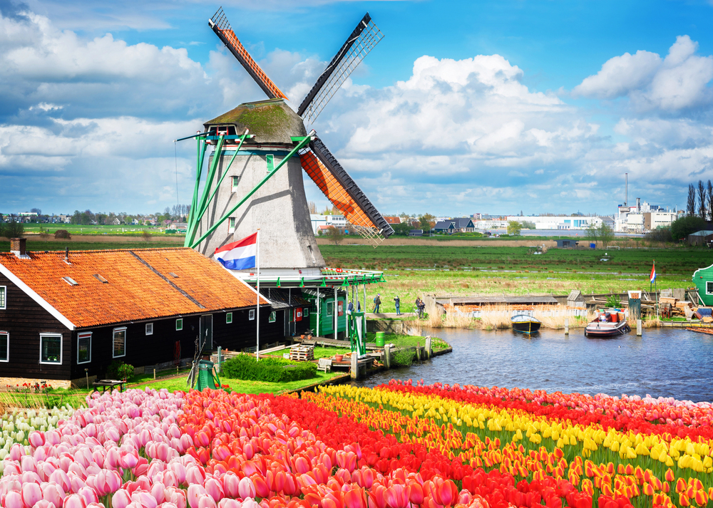 Nederlandse windmolen & kleurrijke tulpen
