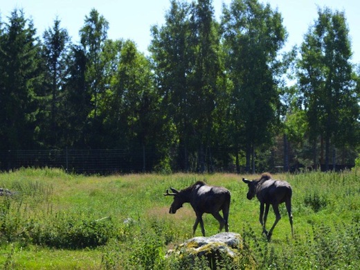 Zweden-Kosta-elandenpark-elandenechtpaar