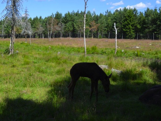 Zweden-Kosta-elandenpark-jonkie