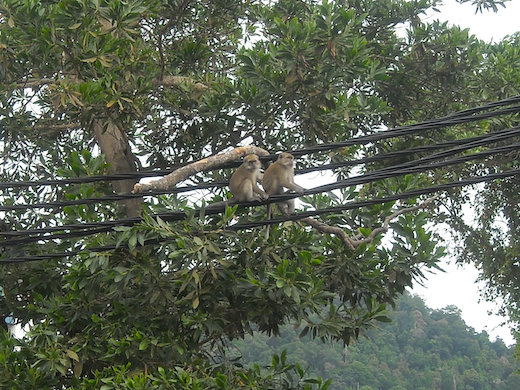 bukit nanas forest reserve
