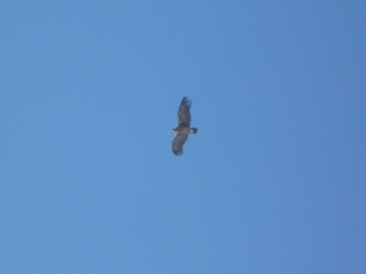 Een condor volgt de groep op weg naar de top.