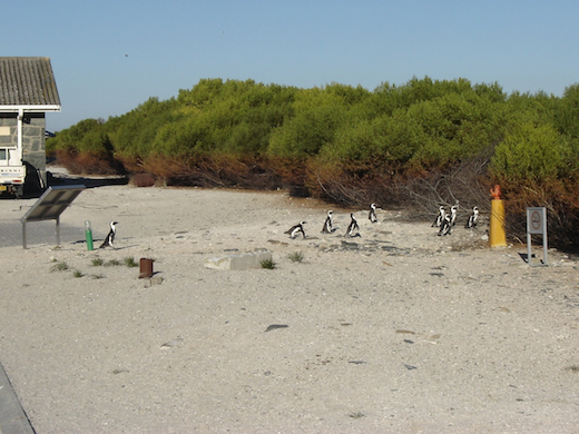 Robbeneiland wordt tegenwoordig vooral bewoond door pinguins...