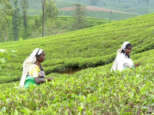 sri-lanka-reis-natuur-theevelden