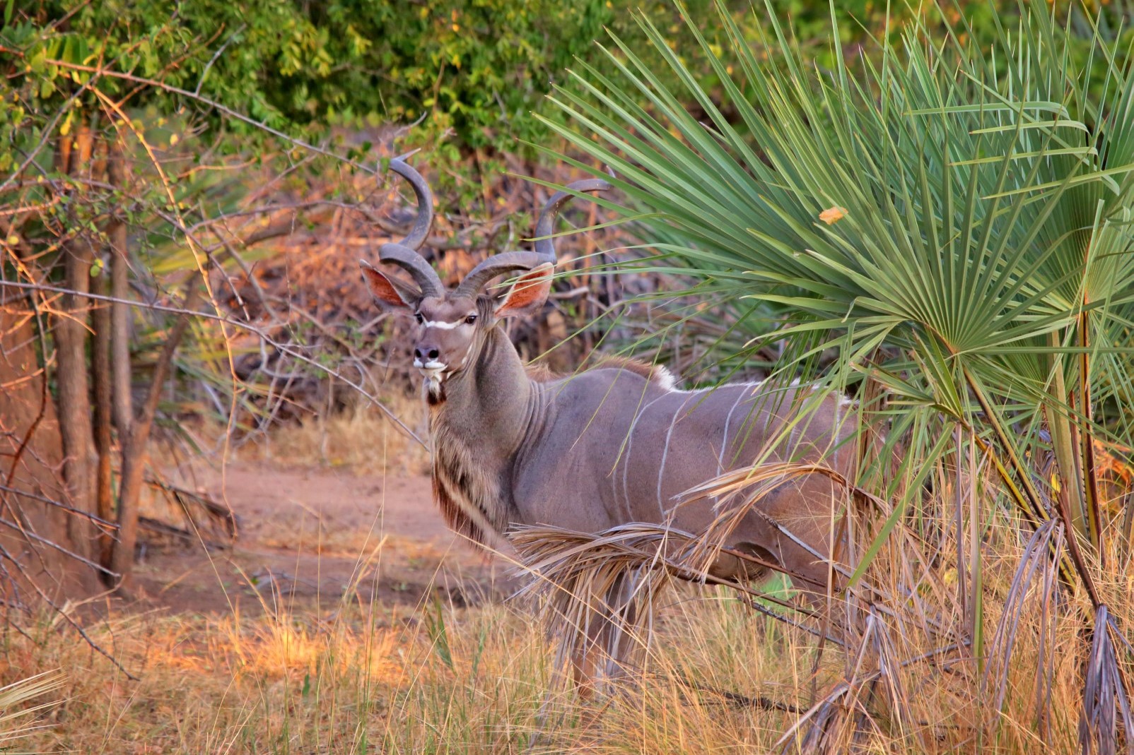 Liwonde National Park