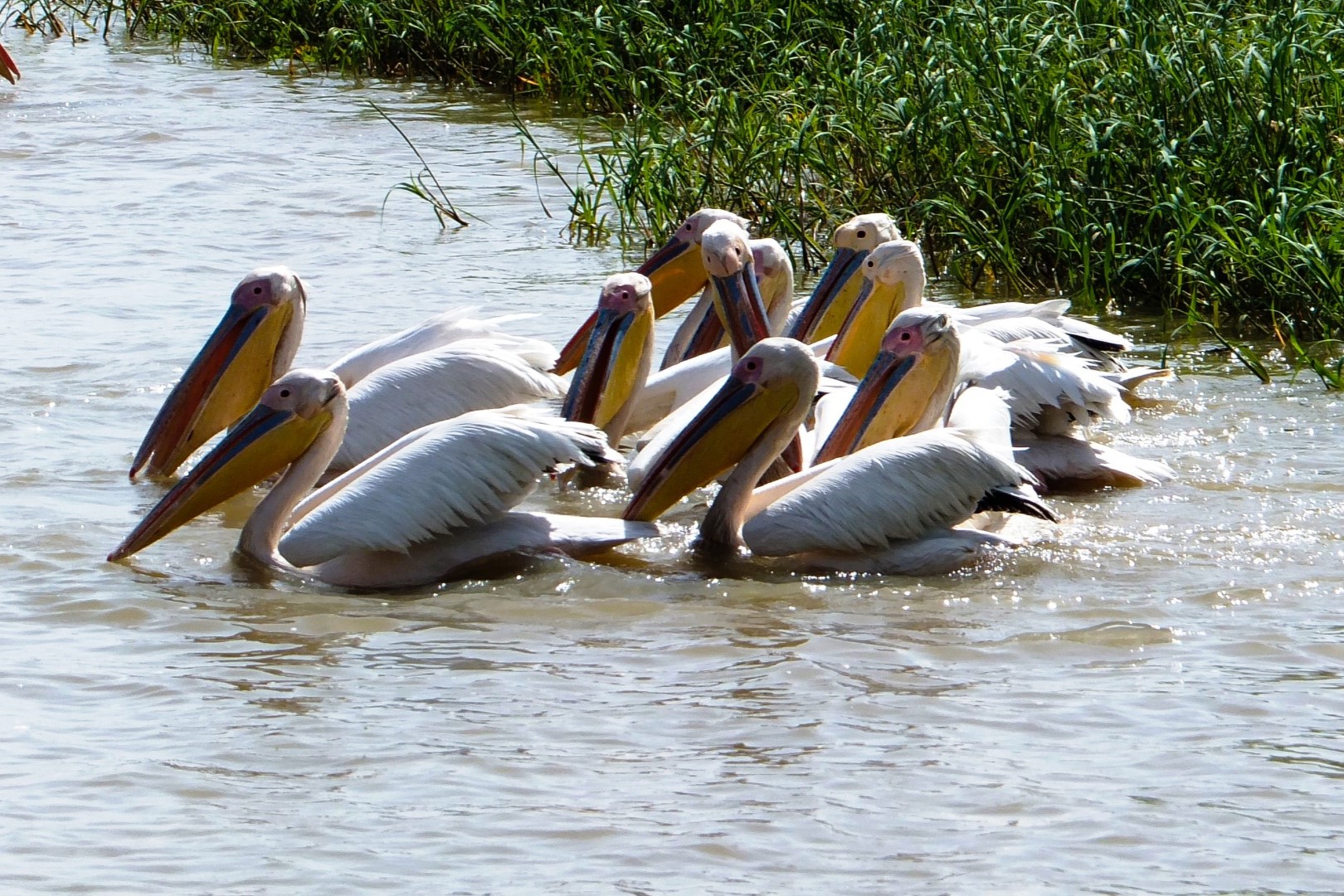 Djoudj Nationaal Park